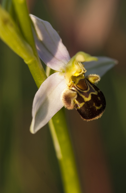 Ophrys dalla Lucania